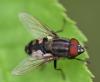 Stomorhina lunata